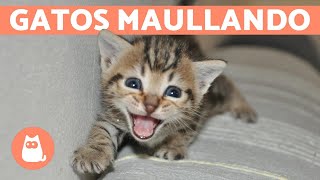 Los mejores MAULLIDOS de GATOS 🐱 ¡Gatos MAULLANDO mucho y fuerte 🐾 [upl. by Parsifal610]