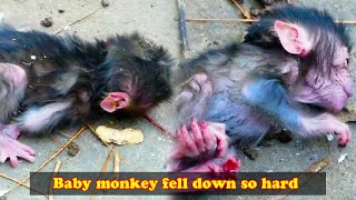 The baby monkey fell so hard what did the mother monkey do to make the baby monkey fall [upl. by Armond]