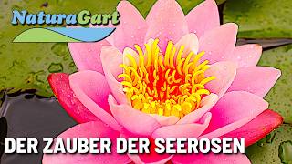 SeerosenImpressionen ein Video aus dem NaturaGartPark [upl. by Hasen]