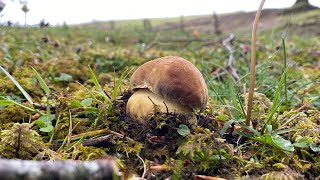 Comenzamos temporada de Boletus Pinophilus en Navarra a 7 de mayo de 2024 [upl. by Hnaht]