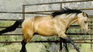 La Paz Jivago  a Summerwind Mangalarga Marchador stallion [upl. by Devin]