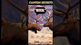 “Reveal the Untold Secrets of Canyon Wildlife 🦌🏞️” [upl. by Yesiad]