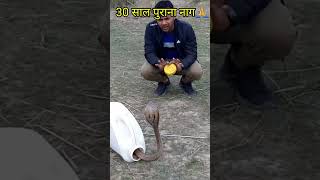 Spectacled Cobra Snake Release 😱indian spectacled cobra snake shorts video [upl. by Sontag]