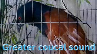 Greater coucal sound 03 [upl. by Nosyrb796]