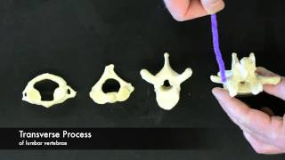 Vertebrae Overview [upl. by Yzzik368]