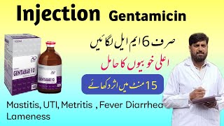 Injection جینٹا مائی سین  Gentamicin Use In Mastitis Metritis Pneumonia Diarrhea  Gentafar [upl. by Caril918]