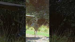 Sweetwater Plantation Buck Cam 342 [upl. by Sac188]