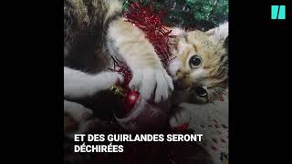 Chat vs sapin le combat de Noël est de retour [upl. by Tan934]