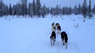 Dogsledding at Kakslauttanen Husky Safaris in Lapland [upl. by Ricketts]