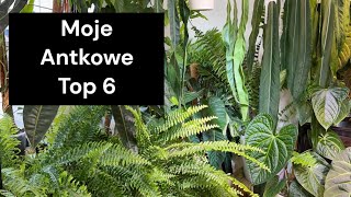 WIELKIE 💚PIĘKNE💚 ZACHWYCAJĄCE MOJE UKOCHANE ANTHURIUM [upl. by Goulden235]