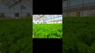 Green lollo cultivation lettuce lettucesalad hydrophonics greenhouse [upl. by Jen]