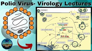 Polio Virus A Basic Overview of Structure Genome and How it Causes Disease  Virology Lectures [upl. by Lorelie]