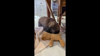 Leopold the Lop Eared Bunny eating pellets [upl. by Nnaeiluj]