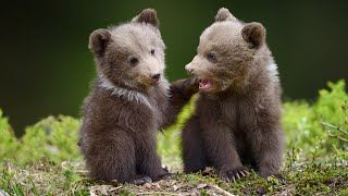 Beautiful Relaxing Music Peaceful Soothing Instrumental Music quotWilderness Bearsquot by Tim Janis [upl. by Valerye]