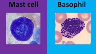 Difference Between Mast Cells and Basophils [upl. by Pich]