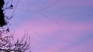 Pink footed geese in pink sky [upl. by Aikram]