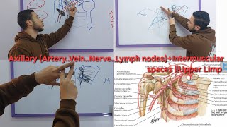 Axillary ArteryVeinNerveLymph nodesIntermuscular spaces  Upper Limp [upl. by Nawed235]