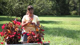 How to Propagate ThickStem Begonias  Begonias [upl. by Derriey]