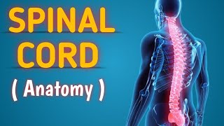 Neurology  Spinal cord anatomy  Spinal nerves [upl. by Polinski499]