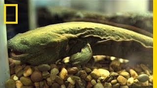 Snot Otters aka Hellbenders Slipping Away  National Geographic [upl. by Leicester]