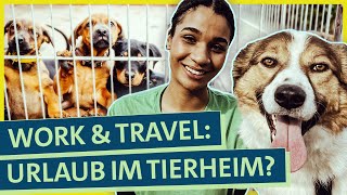 TierschutzUrlaub im Ausland Wie hart ist die Freiwilligenarbeit im Tierheim [upl. by Seem]