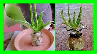 How To Grow Aloe Vera Plant In Water [upl. by Julissa]