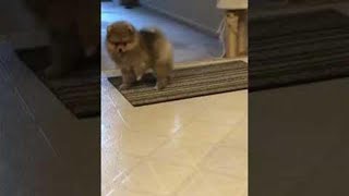 Cute Pomeranian Puppy Barking adorable soundshorts [upl. by Norreg554]