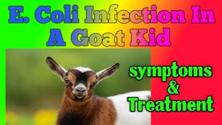 E coli infection in a goat kid symptoms and treatment [upl. by Pallas]