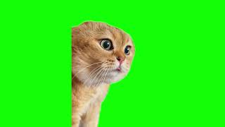 Green Screen Talking Cat Meme [upl. by Ahsoem]