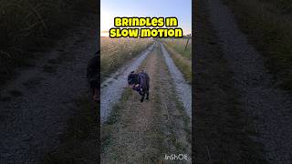 Brindles playing in slow motion at Portland Bill shorts dog slowmotion [upl. by Mavra466]