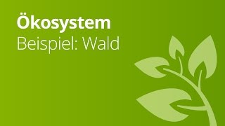 Begriffsklärung des Ökosystem Beispiel Wald  Biologie  Ökologie [upl. by Nelyahs]