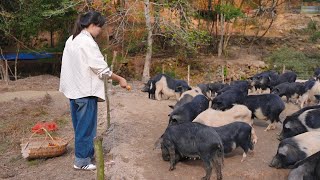 表哥養了一群“神仙豬”，滿山的野果隨便吃，表嫂都忍不住來搶 [upl. by Lecia]