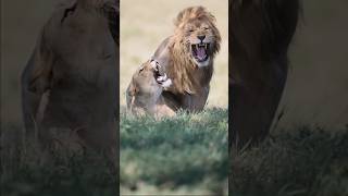 L’accouplement des lions 🦁 safari lion tanzania animaux photographer [upl. by Gorton]