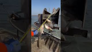 Asian Carp Fishing Videos Silver Carp Invasive Species Catching Fish [upl. by Dombrowski47]