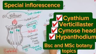 Special inflorescenceCyathiumVerticillasterHypanthodiumCymose headBsc and MSc botany topic [upl. by Aihpledalihp]