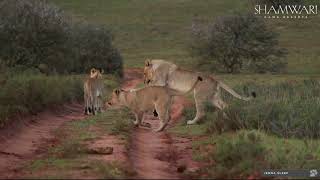 Wildlife Wednesday  Lions at Shamwari Game Reserve [upl. by Joseph]