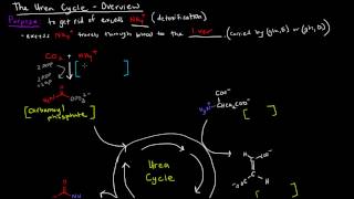 Urea Cycle Part 1 of 5  Overview [upl. by Xever517]