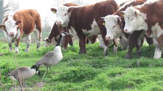 Wild Geese attack a herd of cattle [upl. by Llennahs]