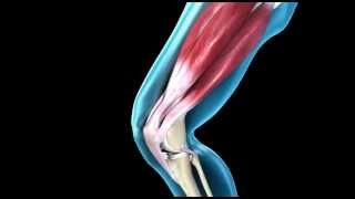 Knee Joint  Range of Movement  3D Medical Animation  ABP © [upl. by Omland]