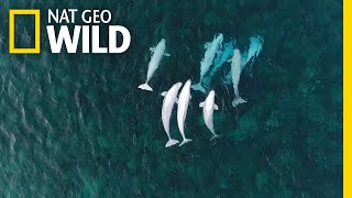 See Hundreds of Beluga Whales Gathering in the Arctic  Nat Geo Wild [upl. by Nyrek]