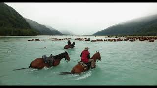 Arawhata Muster West Coast New Zealand [upl. by Camilia431]