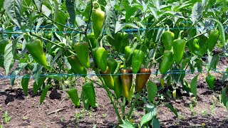 Harvesting Bell Pepper with Early Topping Prunning Technique [upl. by Ennaul]