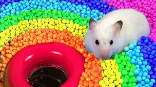 🐹 Hamster Escapes the Pool Maze for Pets 🐹 in Hamster Stories [upl. by Abdul]