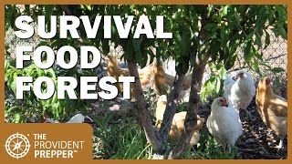 How to Create a Survival Food Forest in Your Own Backyard [upl. by Renckens]