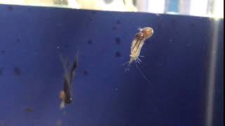 Hawaiian bobtail squid with shrimp prey [upl. by Afton689]