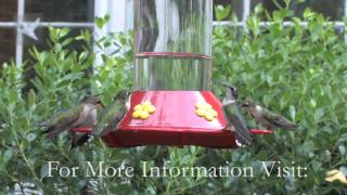 Strawberry Plains Audubon Hummingbird Festival [upl. by Keyser]