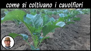 COLTIVAZIONE DEL CAVOLFIORE trucchi e segreti [upl. by Galloway]