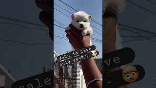 Cute Pomeranian dog for sale pompom dog shorts [upl. by Pandora959]