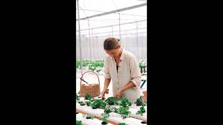 Foliage Anthurium Care Part 3 Fertilization amp Pruning  anthurium fertilizer foliage plants [upl. by Aneehsram]