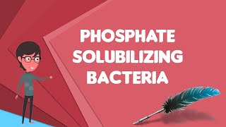 What is Phosphate solubilizing bacteria Explain Phosphate solubilizing bacteria [upl. by Cherlyn]